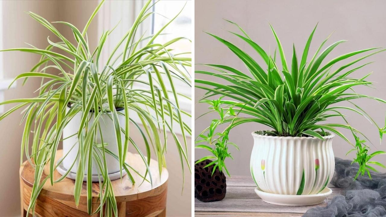 Cây Cỏ Lan Chi - Thanh lọc không khí, hút tài lộc