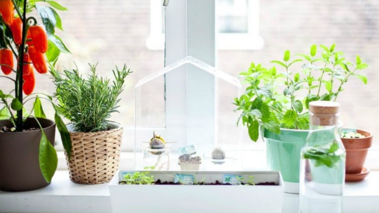 Cây hương thảo vừa trang trí vừa là gia vị nấu ăn