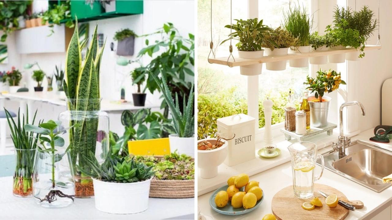 Tại sao nên trồng cây xanh trong nhà bếp?